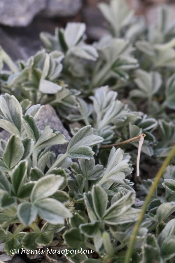Potentilla deorum.- endemita del M. Olimpo, Grecia
